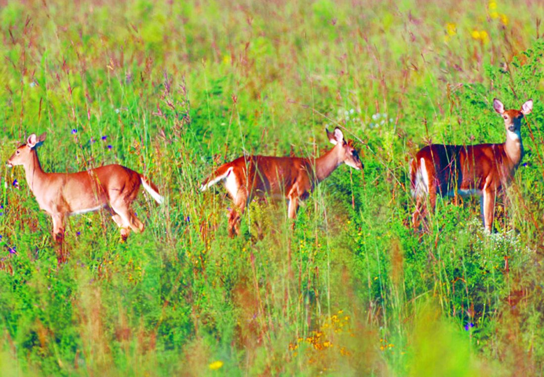 Use plants to deter deer News, Sports, Jobs The Vindicator